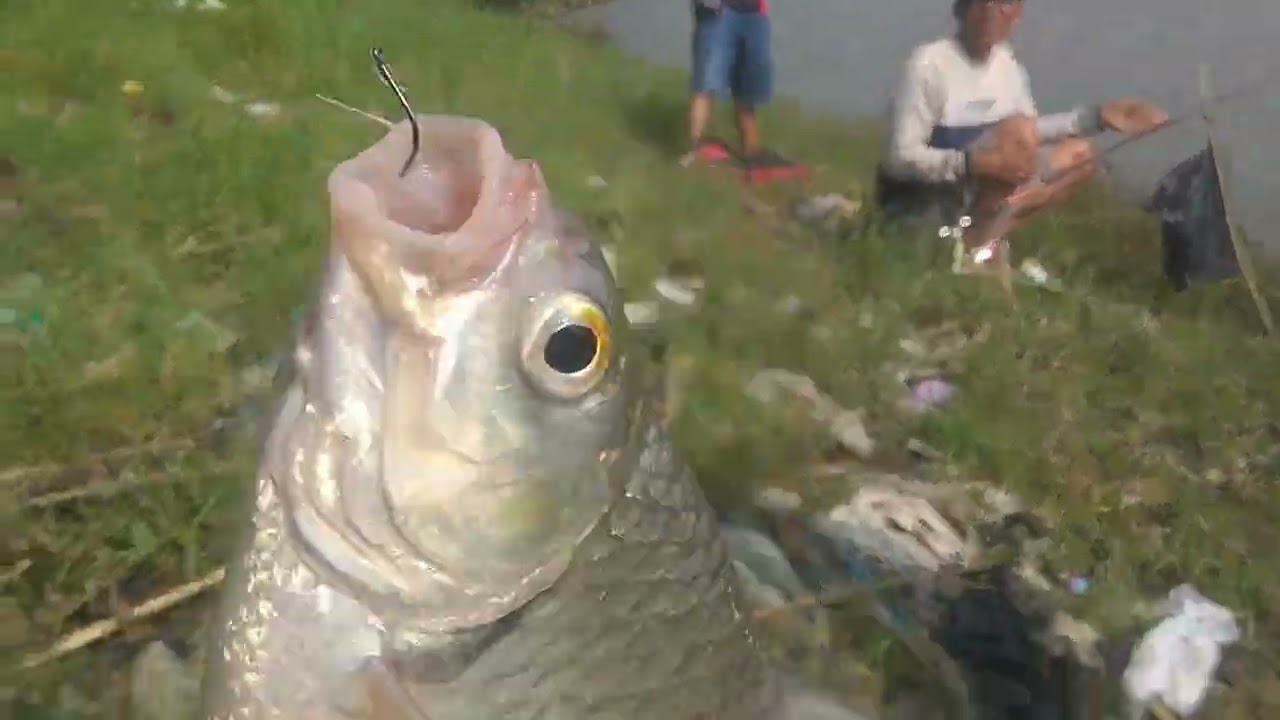 Mancing ikan bader di sungai Brantas