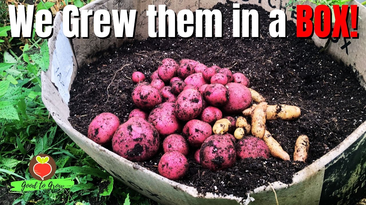 Cardboard Box Potatoes Harvest - 100 Days Later!
