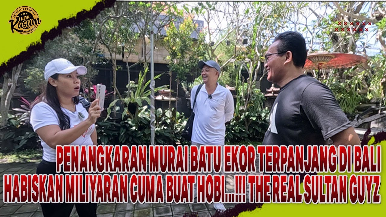 UMI KASUM KAGET LIAT MURAI BATU EKOR TERPANJANG || PENANGKARAN MURAI BATU TERBESAR DI PULAU BALI