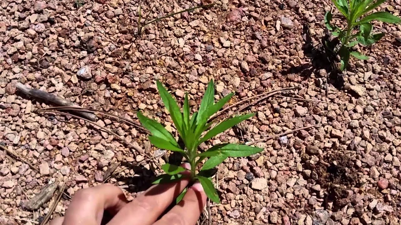 How to Identify Horseweed