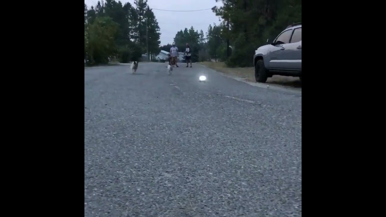 Two Dogs Completely Rip Apart a RC Car - 1296591