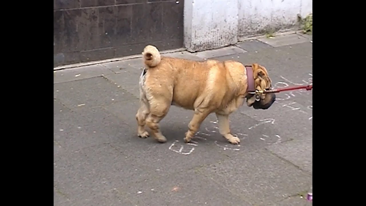 OBI - Bauchredner