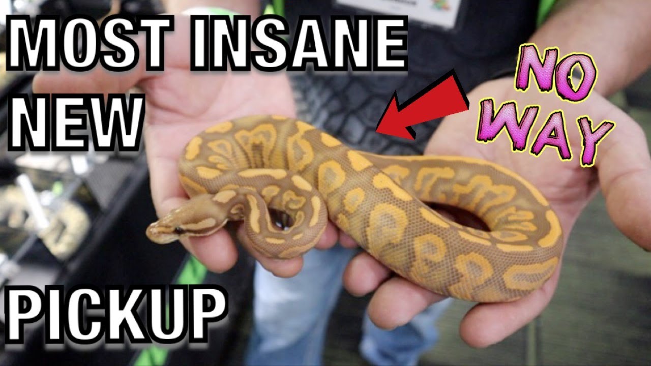 INSANE NEW PICKUP!! 2019 TINLEY PARK REPTILE EXPO (PART 1) | BALL PYTHONS