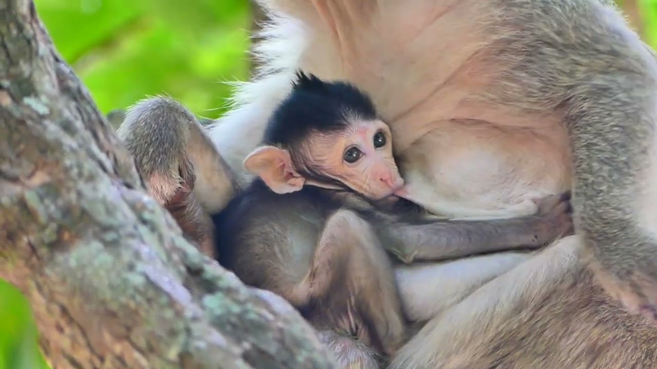 Adorable baby monkey enjoy life with family