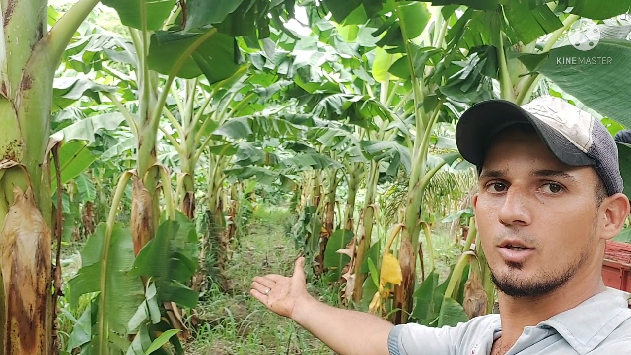 Jogando esterco de gado na minha roça de banana,adubação orgânica Boa e barata