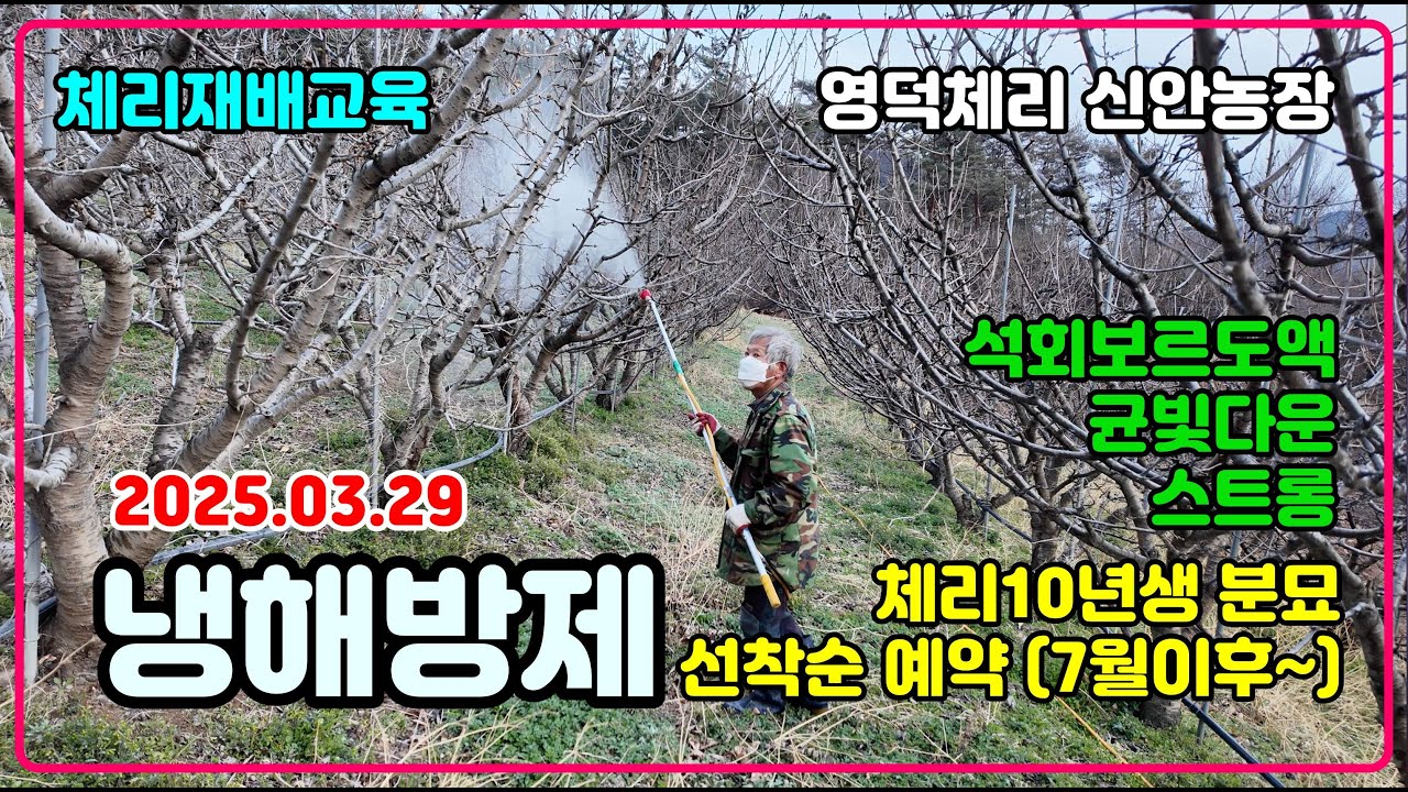 250329 영덕체리신안농원 영덕산불피해 냉해방제