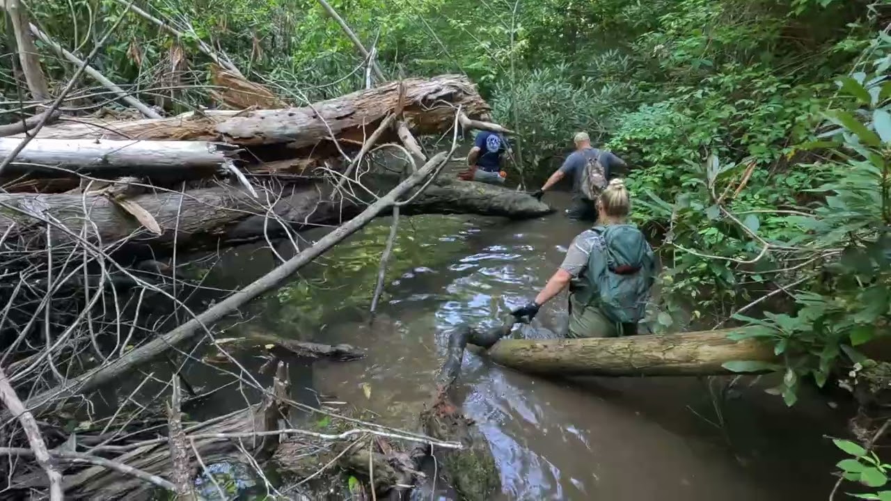 Brook Trout Restoration Project, Stream 1, Part 1 - 8-26,27-25