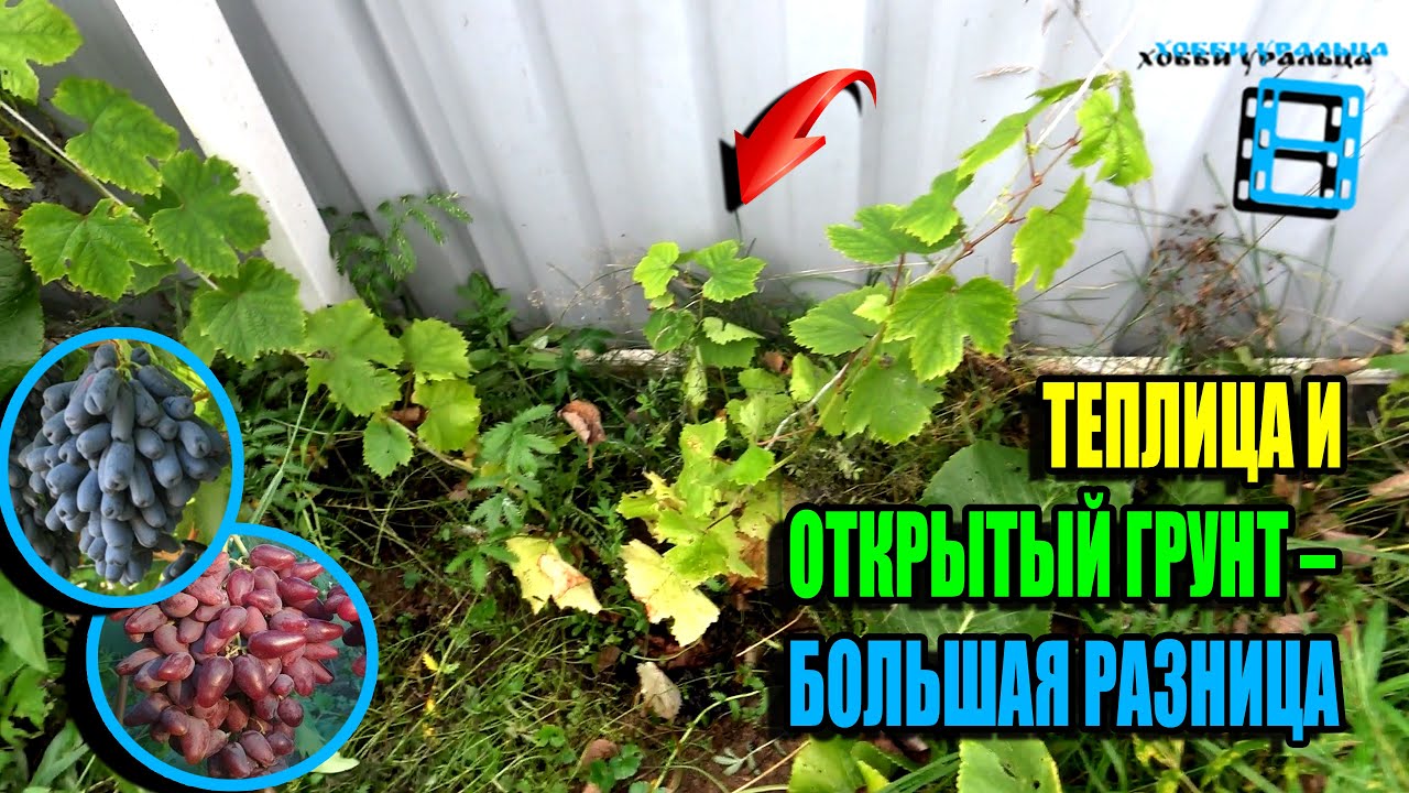 ДАЖЕ НЕ ПЫТАЙТЕСЬ ВЫСАЖИВАТЬ ВИНОГРАД В ОТКРЫТЫЙ ГРУНТ НА СЕВЕРЕ!  СЕВЕРНЫЙ ВИНОГРАДНИК 25-32
