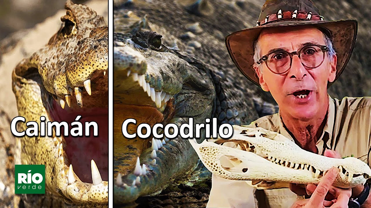 Las diferencias sorprendentes entre caimán y cocodrilo