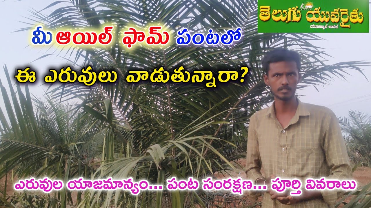 ఆయిల్ ఫామ్ తోటలలో ఈ ఎరువులు వాడుతున్నారా అయితే జాగ్రత్త? ఎలాంటి ఎరువులు వాడాలి? #oilplam