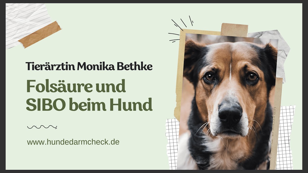 Folsäure und SIBO bei Hunden. Wie herausfinden und was tun?