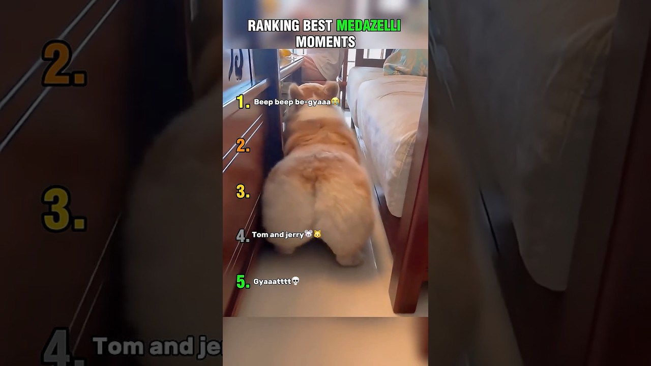 Top 5 Funniest Medazelli Moments!😂 (PART 3) #medazelli #ranking #tiktok