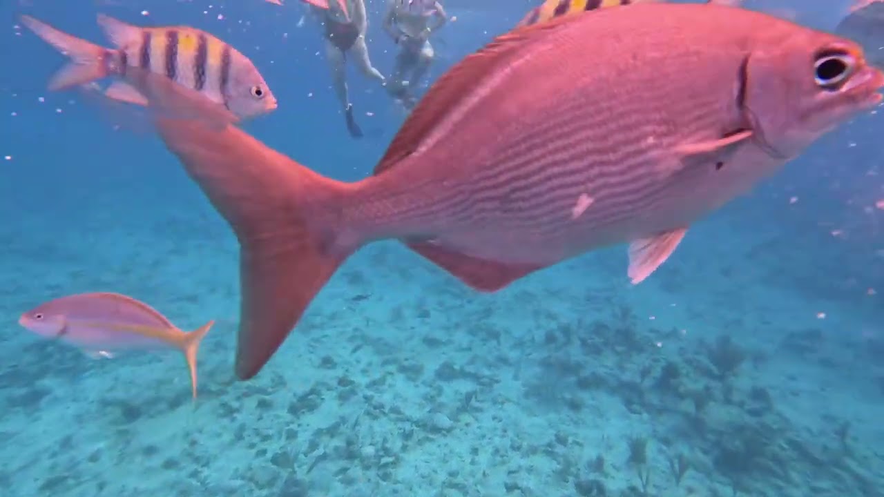 Grand Turk Excursion Princess Star Cruise