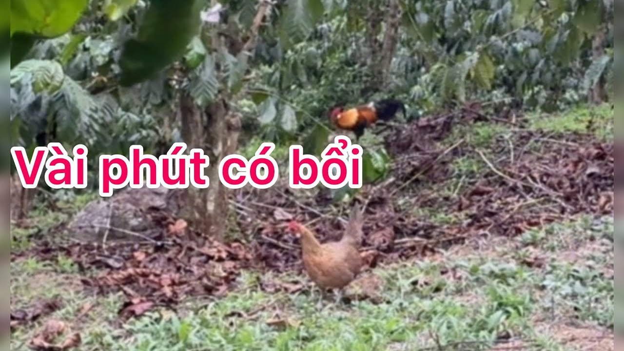 Bẫy g&agrave; rừng mới nhất bằng g&agrave; mồi m&aacute;i cuối vụ- v&agrave;i ph&uacute;t c&oacute; bổi 