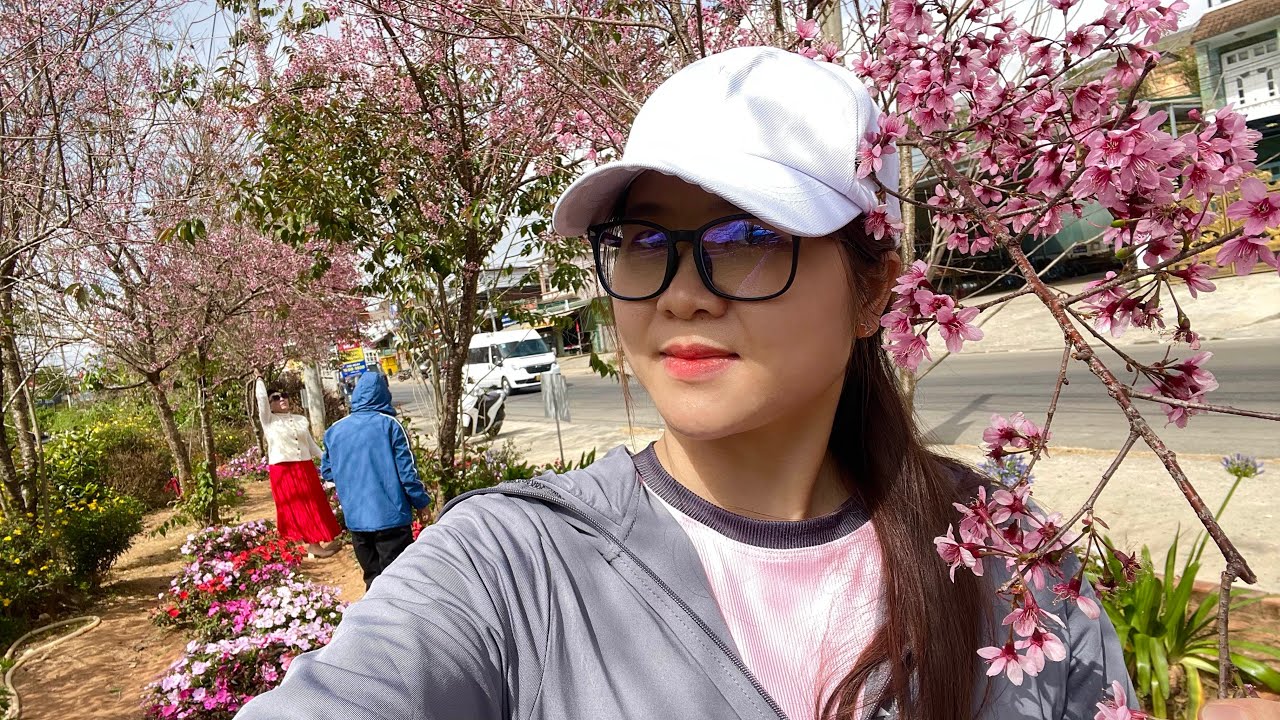 Hoa Mai Anh Đào Đà Lạt, 4 Nơi Chụp Hình Hoa Dễ Và Gần Trung Tâm 7/1/2026