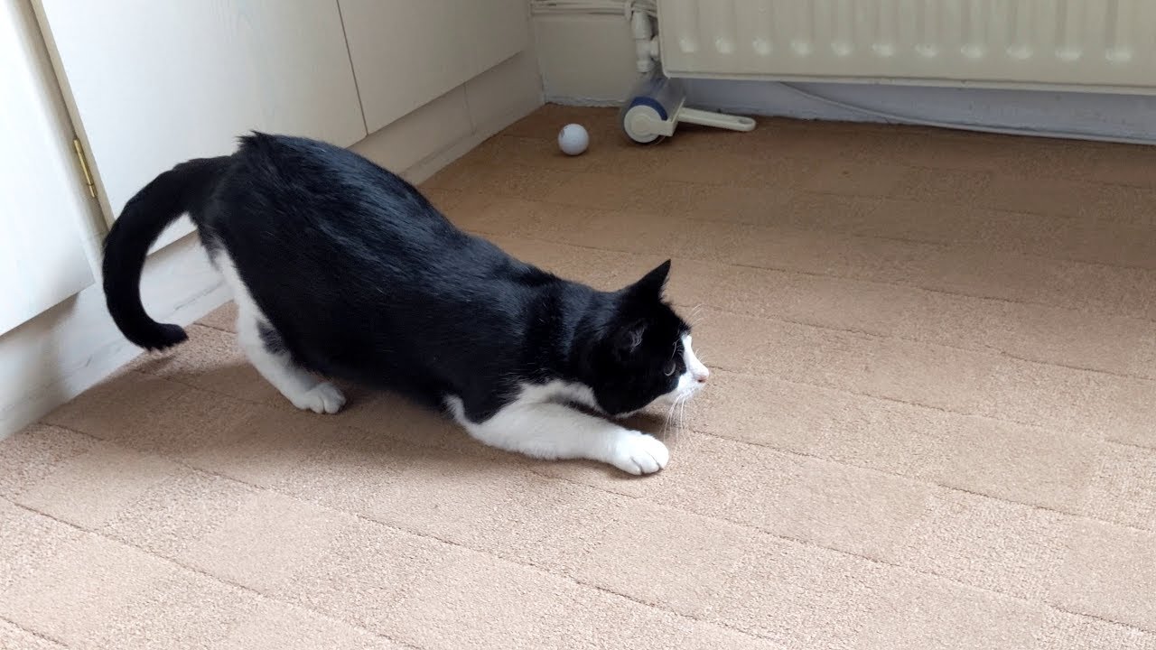 Cat Butt Wiggle Compilation Video | 4K