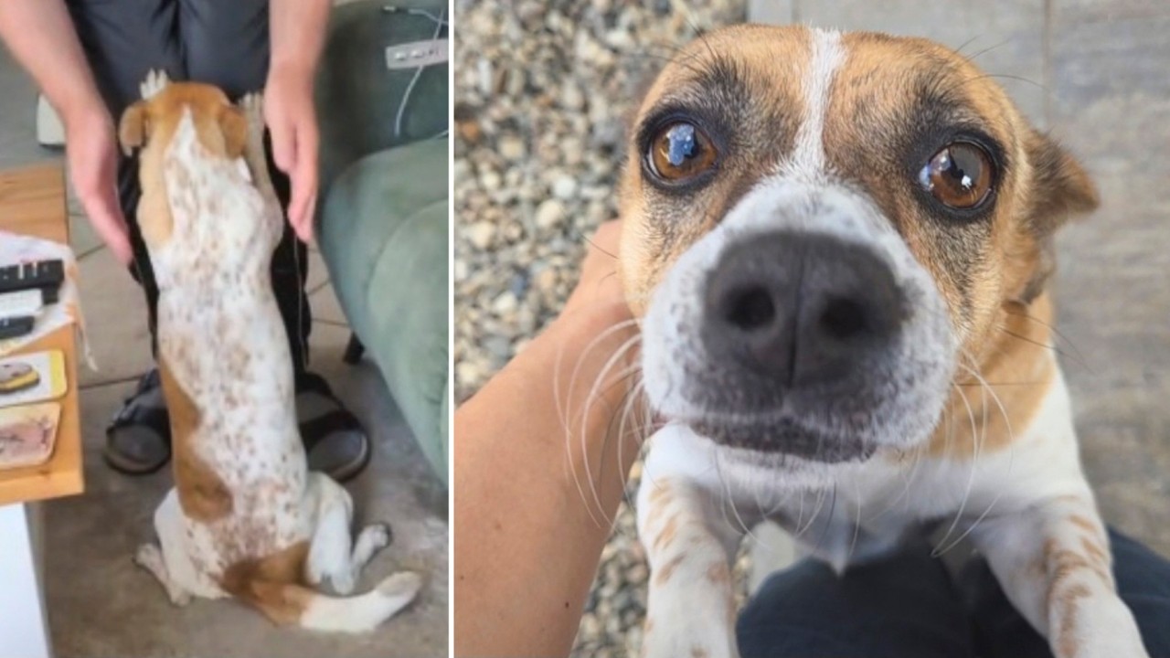 Shy Rescue Dog's Emotional Reaction to Finally Getting Adopted