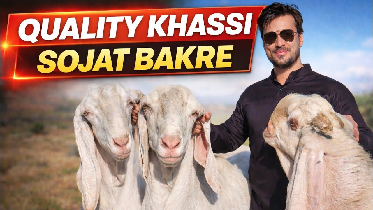 Heavy Khassi Ready for Sale 💪 | Sojat bakre | United Goat Farm 