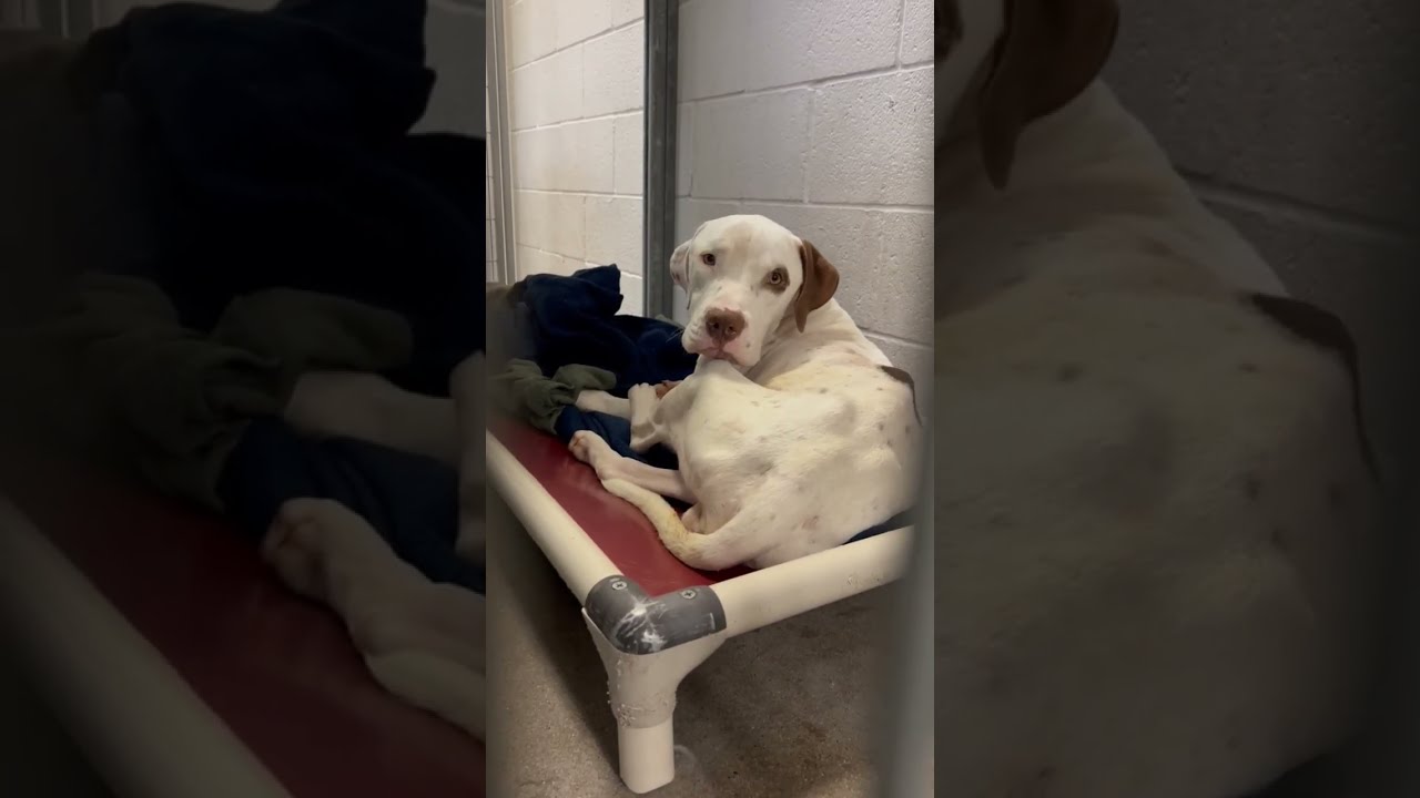 Barely able to walk, and only HOURS to live!