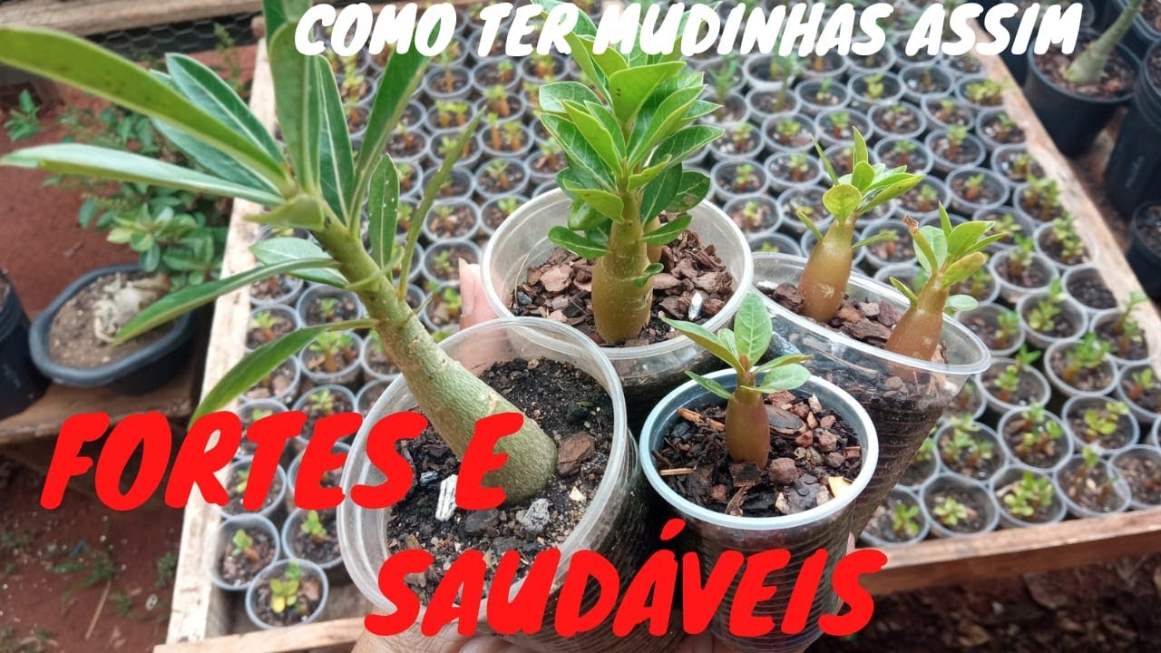 Adubo super POTENTE que eu faço para minhas mudinhas de ROSAS DO DESERTO/desenvolve MUITO rápido