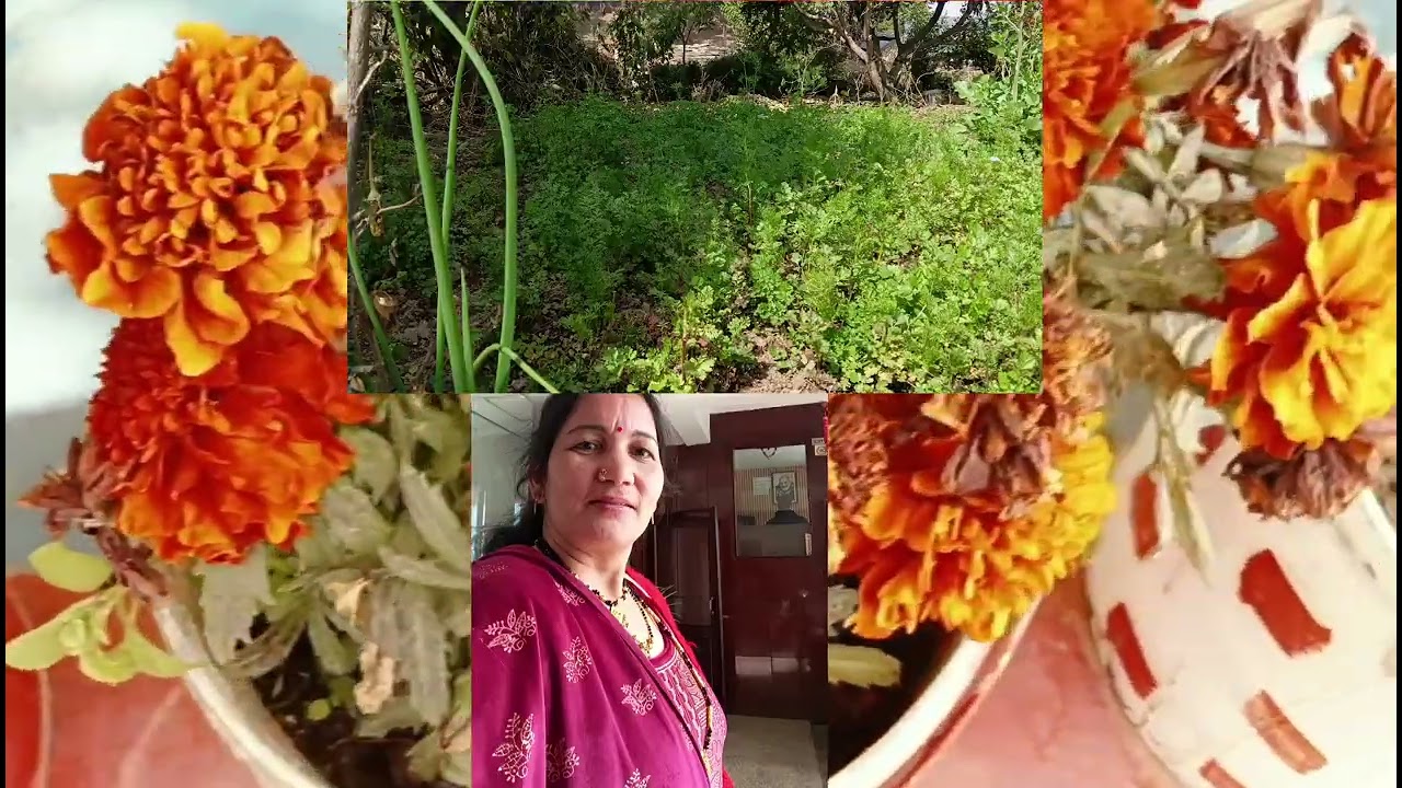 आज बहुत दिनों के बाद किचन गार्डन में गई। Mera kitchen garden#pahadi channel🌸🌸