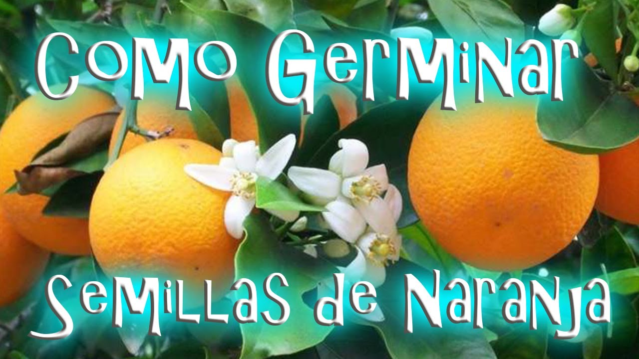 Como germinar semillas de Naranja || México Verde