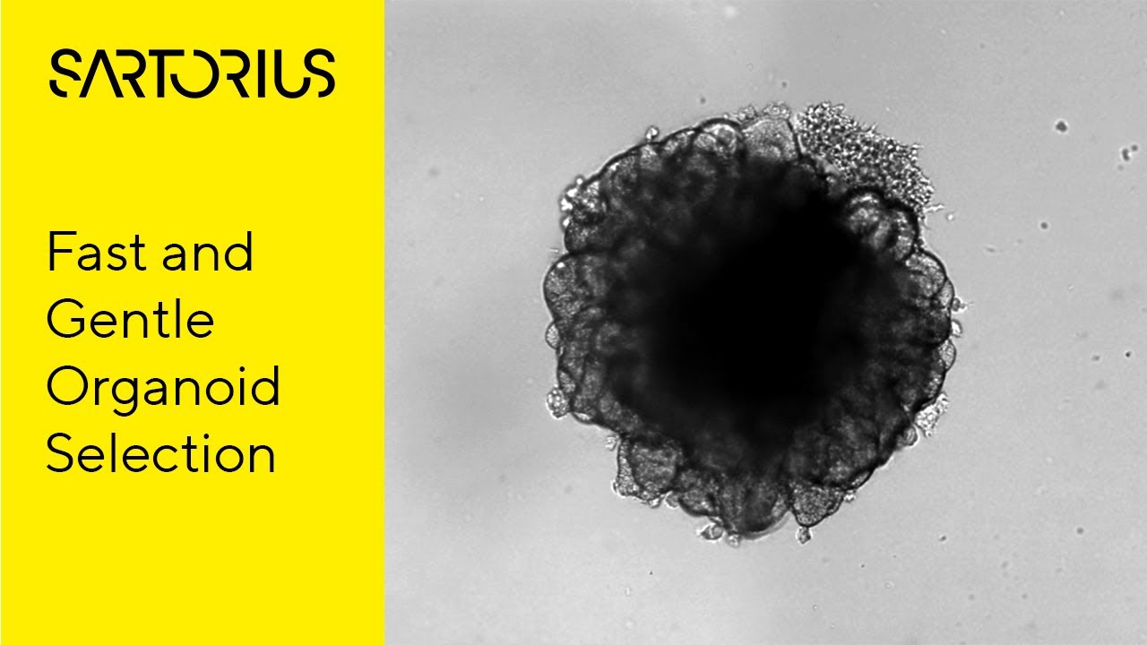 Advanced Cell Model Workflows and CellCelector Flex: Flexible Organoid Picking, Cases and Approaches