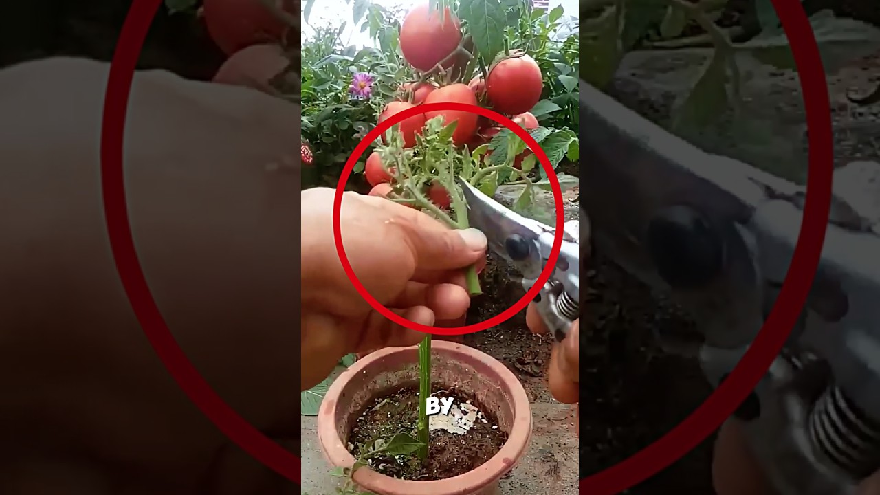 Easy Tomato Grafting Method🍅😱