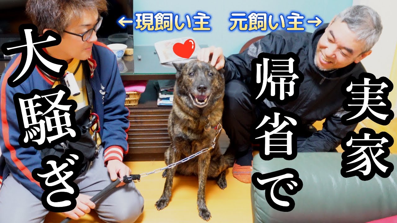 【後編】久々に里帰りしたら甲斐犬が大騒ぎ！＆亡き母犬の思い出話も聞かせてもらいました　#甲斐犬 #柴犬　#dog