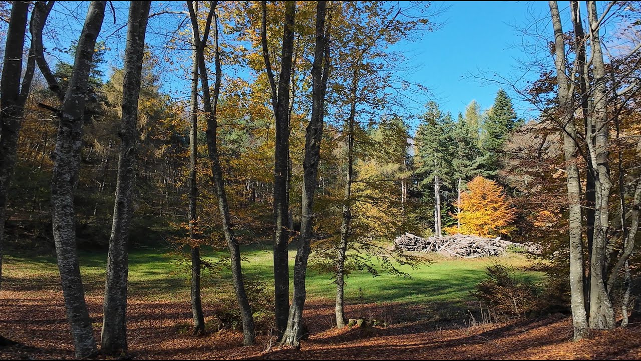 Autunno 2024 in faggeta Castelvecchio