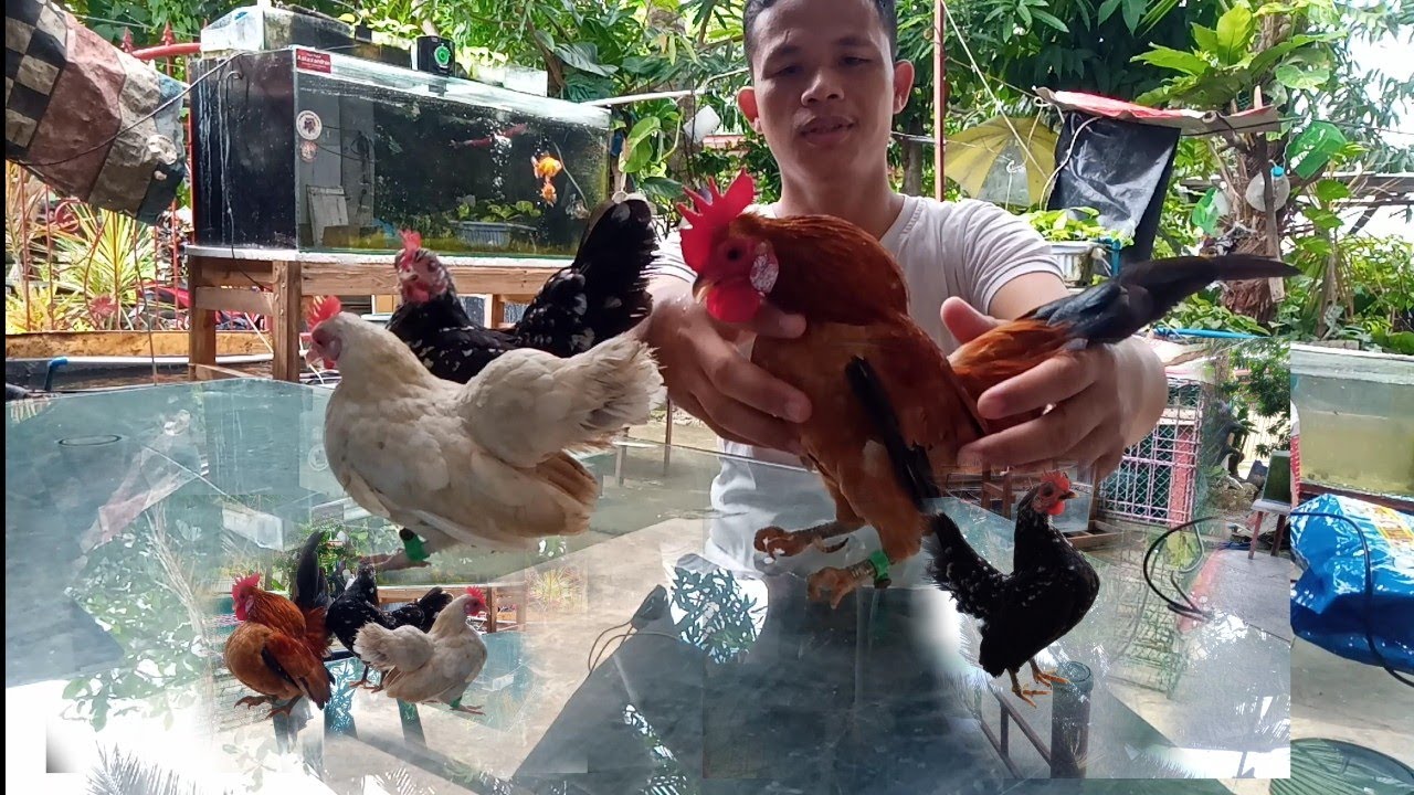 NEW HOBBY 😍😍😍| How to condition your Serama Chicken before Breeding