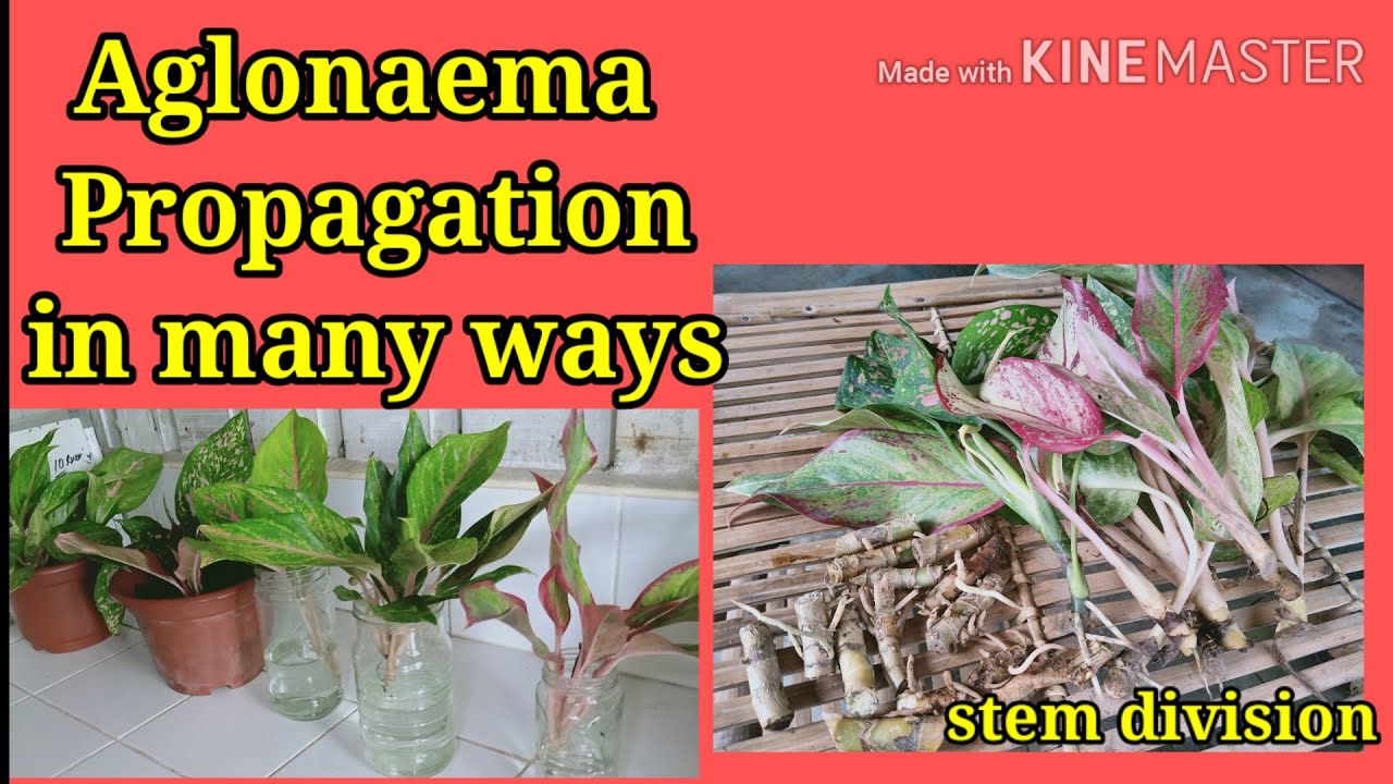 Aglaonema Propagation in 3 ways