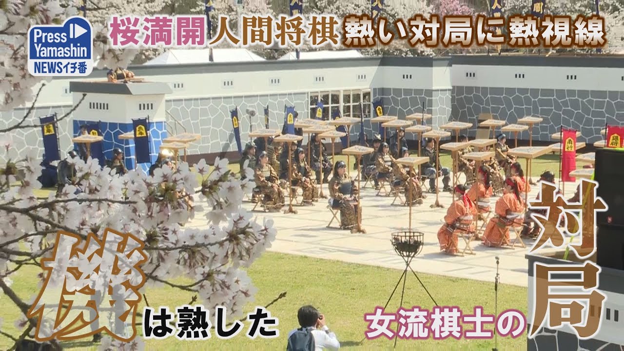 桜満開人間将棋、熱い対局に熱視線　天童市・舞鶴山山頂