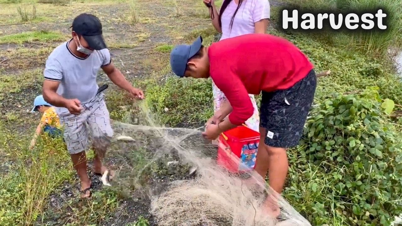 Nakiharvest ng isda sa Fishpond | BUHAY PROBINSYA | FISHING
