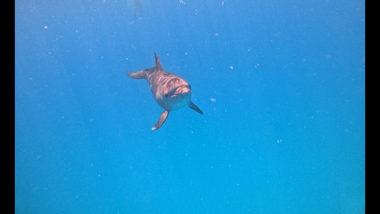 Dolphin House, Hurghada. Trip with wild dolphins