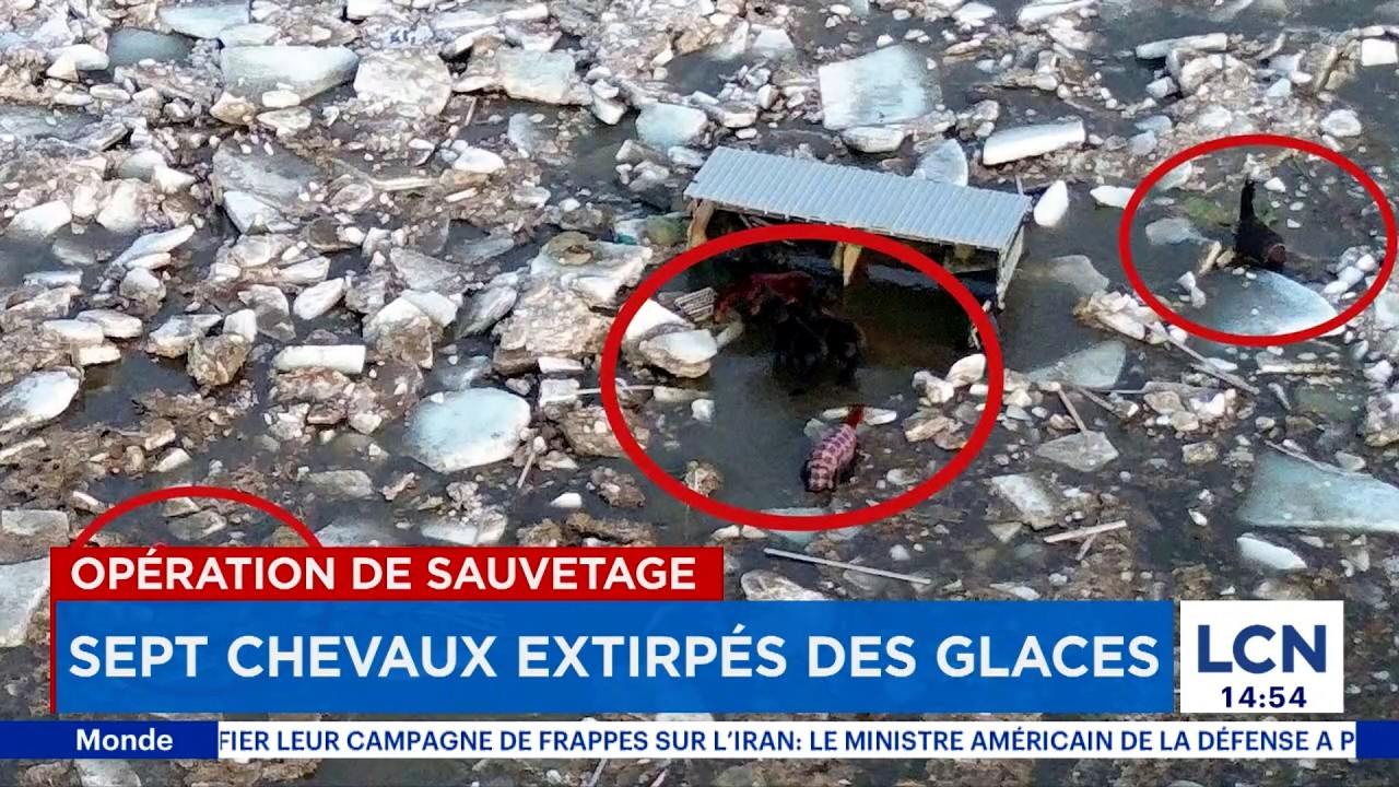 7 chevaux extirpés des glaces de la rivière Beaurivage