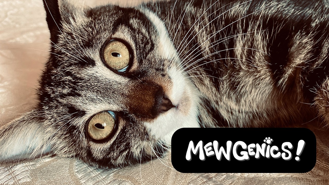 Mewgenics / Эдмунд МакМиллен / Успешный успех