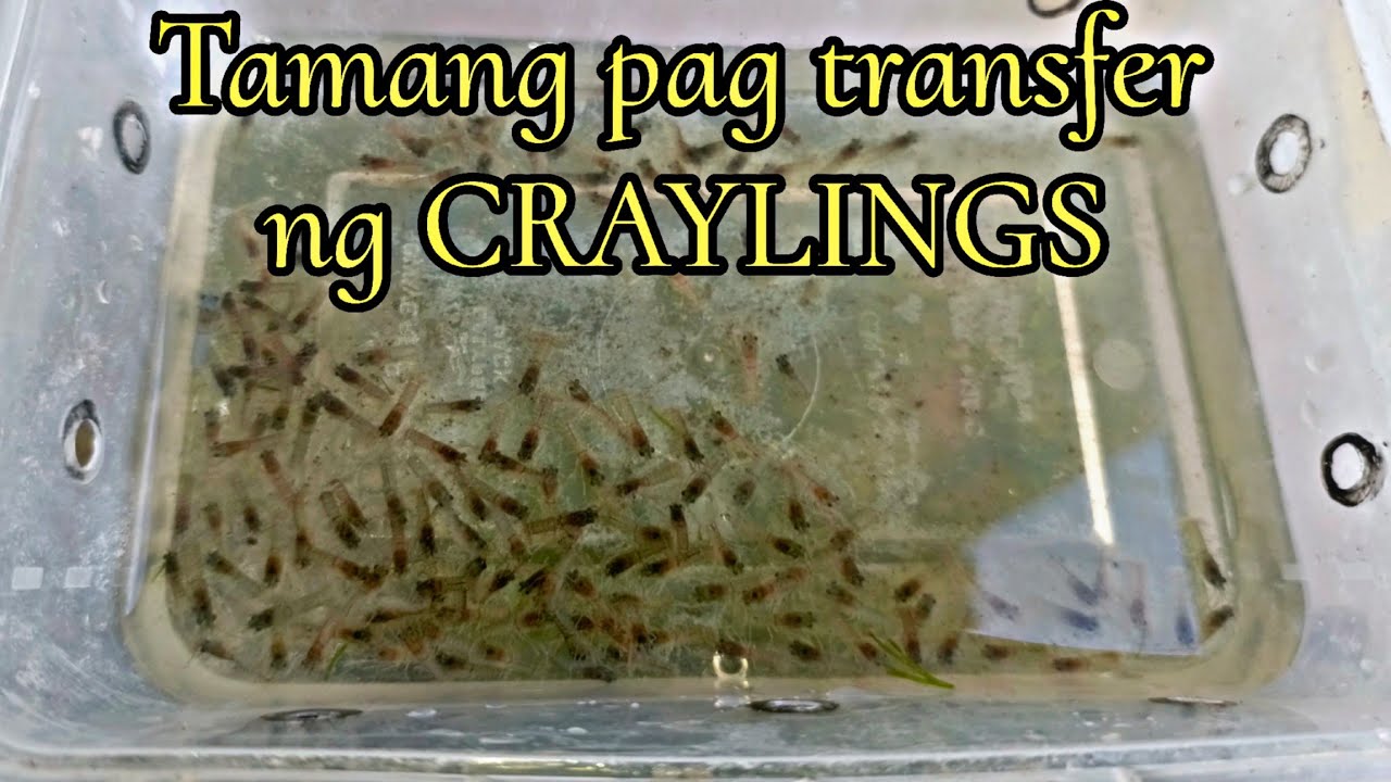 Paano mag lipat ng craylings sa grow out pond | how to transfer craylings | crayfish farming