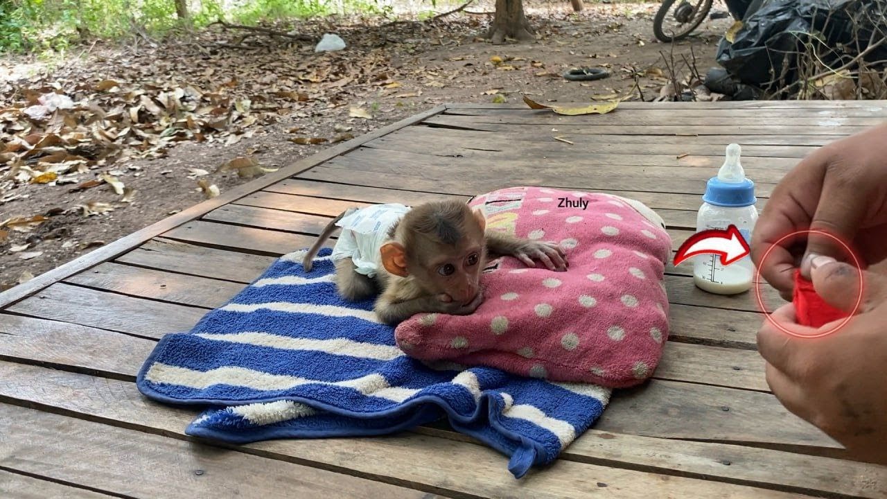 Baby Mnkey Zhuly can't sleep because she remembers wearing a new shirt cut by her father