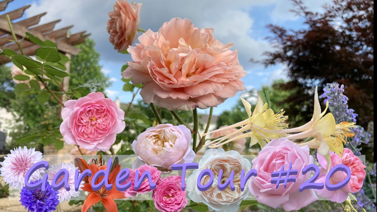 Illinois Zone 5 Garden Tour #20 - Early June 2021