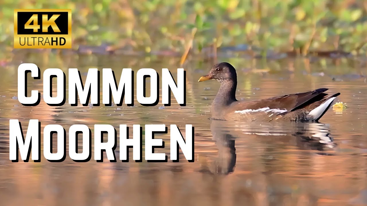 Common Moorhen (Gallinula chloropus) | Waterbird |