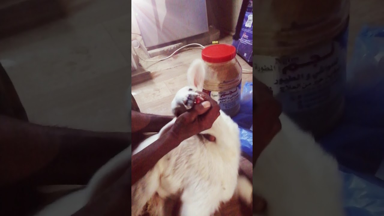 علاج ابو سنين البهم