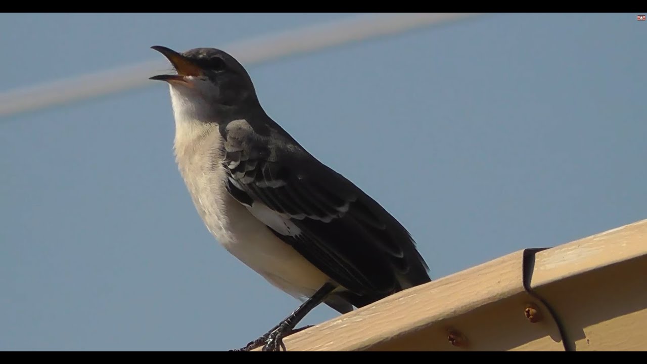 Real singing bird (Close up footage).