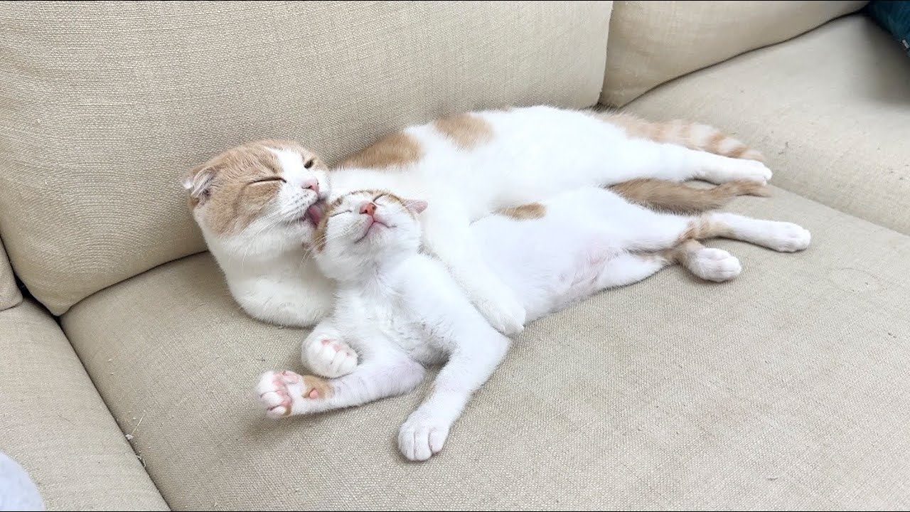 保護してきた子猫を我が子だと思って溺愛してる猫がこうなっちゃってました…笑