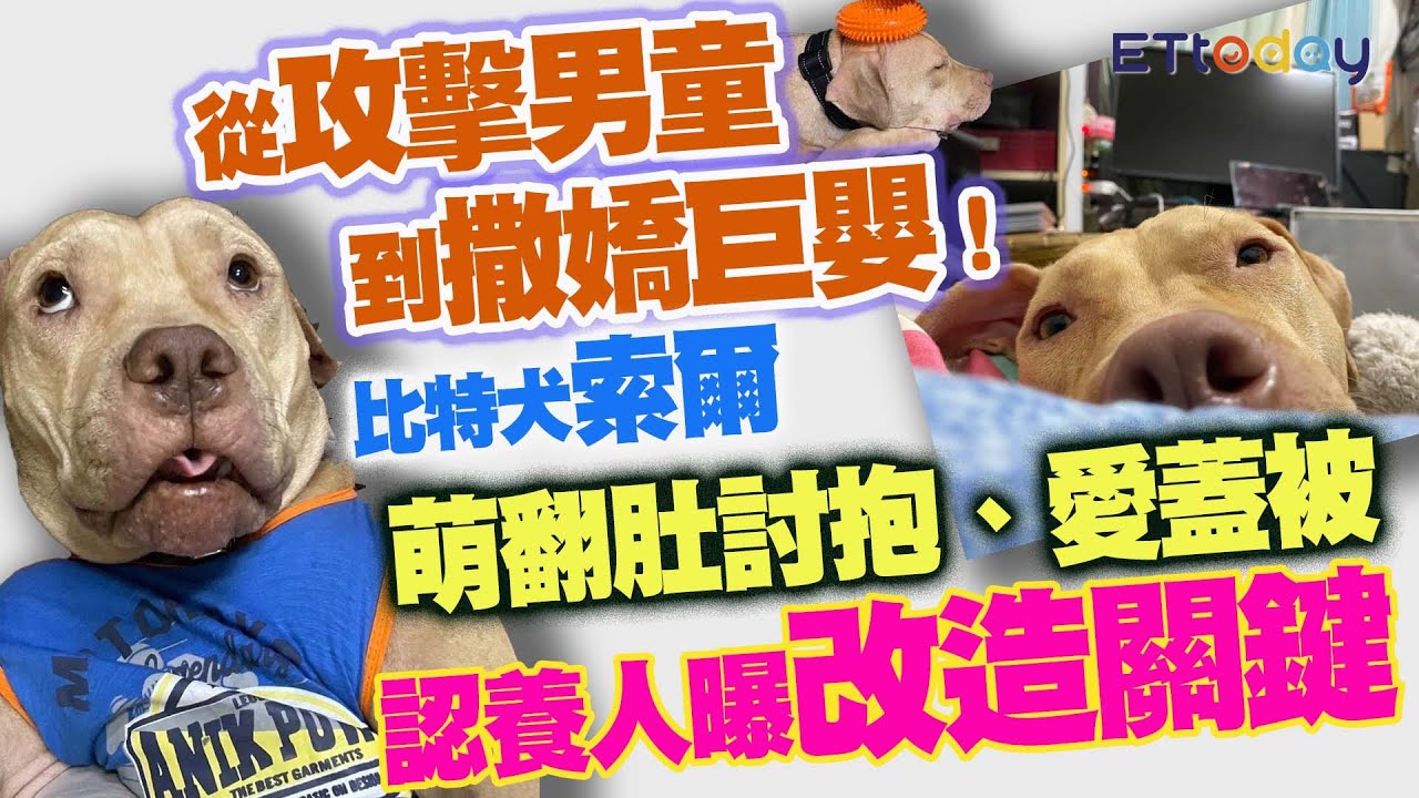 從攻擊男童到撒嬌巨嬰！ 比特犬索爾萌翻肚討抱、愛蓋被認養人曝改造關鍵