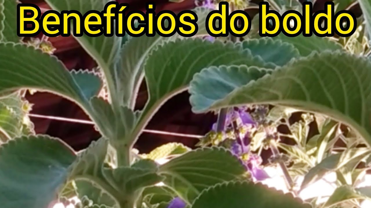 12 BENEF&Iacute;CIOS DO BOLDO BRASILEIRO / Como tomar / contra indica&ccedil;&otilde;es #ch&aacute; #beneficios