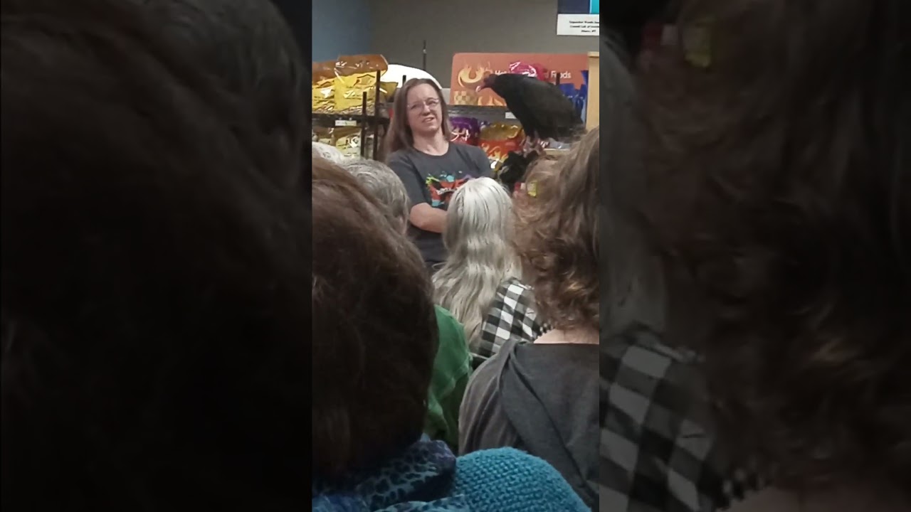 Zoey the Turkey Vulture at Wild Birds Unlimited.