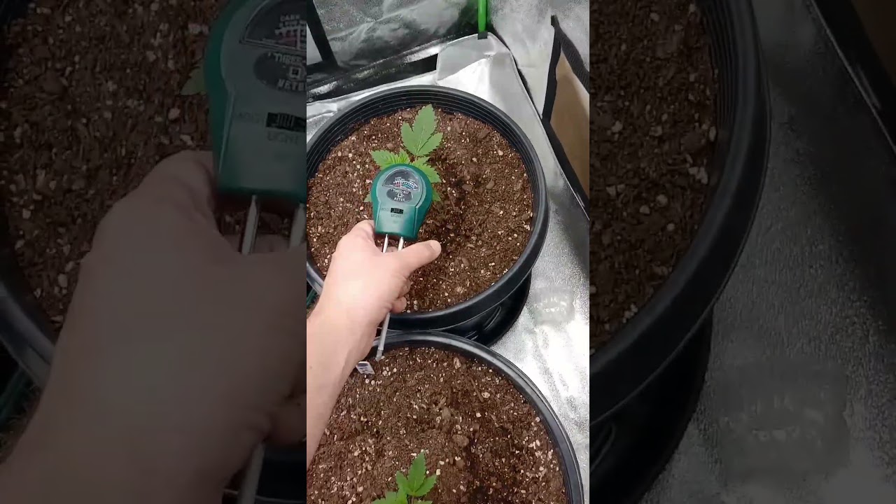 Easy trick for big yields. #growerstrick #beginnergrower #bigyields #indoorplants #easy #bobmarley