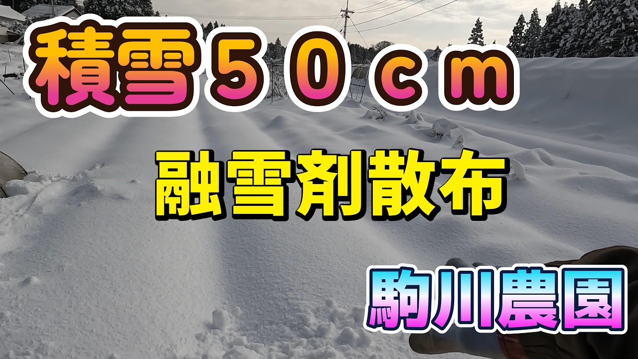 積雪５０ｃｍ融雪剤散布　駒川農園　26.2.9