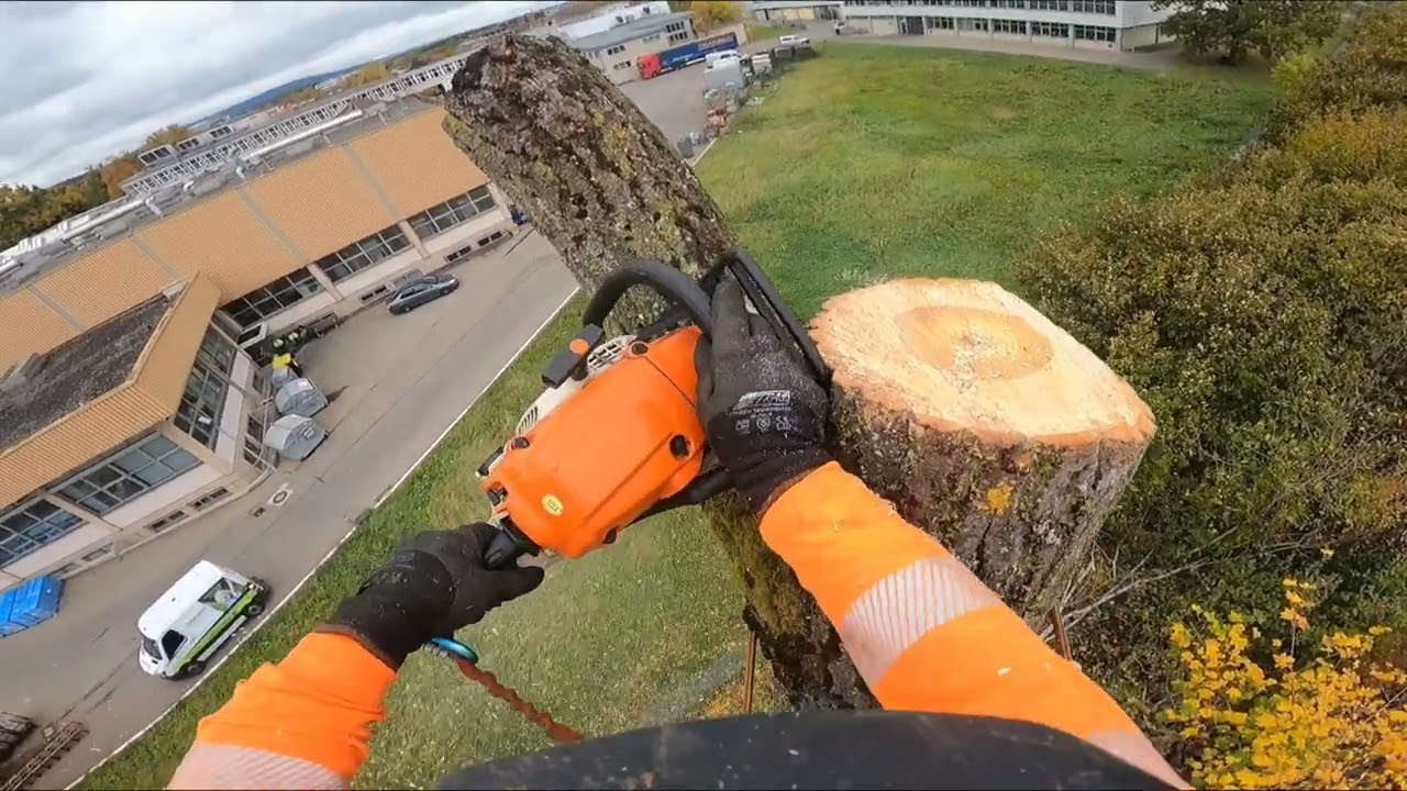 Eine riesige Pappel Fällen!!! #sthilms500i #stihl  #arborist  #treeremoval
